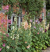 Alcea Rosea Hollyhocks