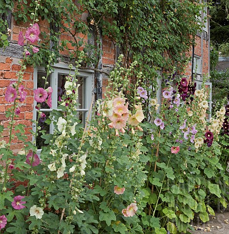 Alcea_Rosea_Hollyhocks