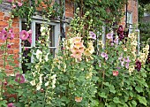 Alcea Rosea Hollyhocks