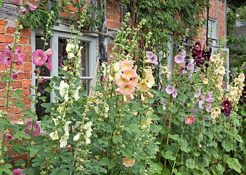 Alcea_Rosea_Hollyhocks