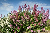 Centranthus Ruber Red Valerian also White and Pink Valerian