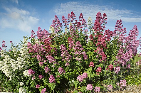 Centranthus_Ruber_Red_Valerian_also_White_and_Pink_Valerian