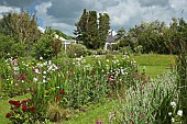 Dianthus Barbatus Sweet William and Biennial Hesperis Matronalis Sweet Rocket in beds at Cae Newydd (NGS) garden on the Isle of Anglesey, North Wales UK, June