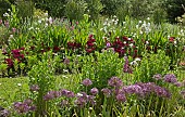 Dianthus Barbatus Sweet William and Biennial Hesperis Matronalis Sweet Rocket in beds at Cae Newydd (NGS) garden on the Isle of Anglesey, North Wales UK, June