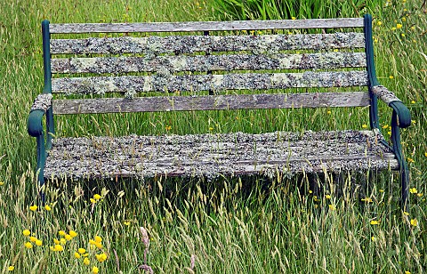 Old_wooden_bench_covered_in_Lichen