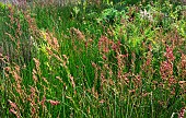 Rumex obtusifolius , Dockweed