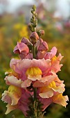 Antirrhinum Snapdragon  Peach Breeze