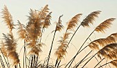 Cortaderia selloana Pampas grass