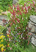 Persicaria affinis Superba Polygonum;