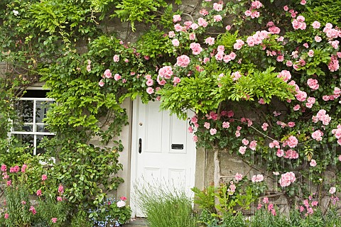 Cottage_front_in_summer_pink_climbing_roses_around_white_door