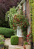 Red and white Roses around doors and windows