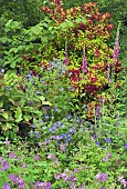 Border of herbaceous perennials