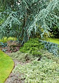 Mature blue conifer and shrubs set in island bed