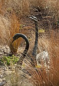 Bronze Swans in amongst ornamental grasses Chinochloa conspicua Rubra at John Masseys Garden (NGS) at Ashwood, West Midlands.