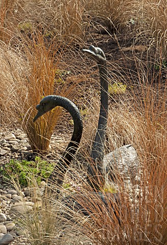 Bronze_Swans_in_amongst_ornamental_grasses_Chinochloa_conspicua_Rubra_at_John_Masseys_Garden_NGS_at_