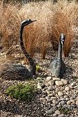 Bronze Swans in amongst ornamental grasses Chinochloa conspicua Rubra at John Masseys Garden (NGS) at Ashwood, West Midlands.