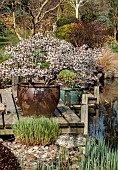Garden around pond margins, includes Prunus incisa Kojo-no-mai- flowering in large pot on the deck by pond at John Masseys Garden (NGS) Ashwood, West Midlands.