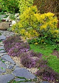 Thymus (Thyme) growing in gravel along side grey slate path at John Massys Garden. Ashwood, West Midlands.