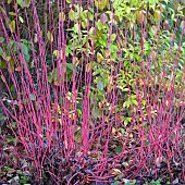 Cornus alba Sibirica Dogwood