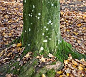 Lichen on Red Oak