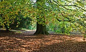 Fagus sylvatica; Beech Tree