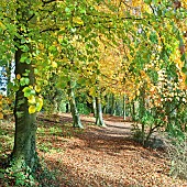 Fagus sylvatica; Beech Tree