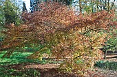 Acer palmatum Mure-hibari
