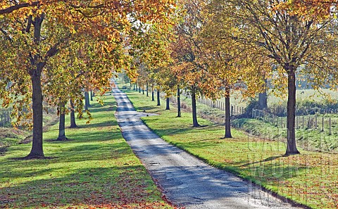Avenue_of_trees_in_glorious_Autumn_colour_at_Batsford_Arboretum