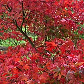 Acer palmatum Osakazuki Japanese Maple