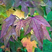 Foliage of Liquidambar acalycina Burgandy Flush