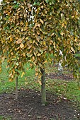 Carpinus betulus Pendula Weeping Hornbeam