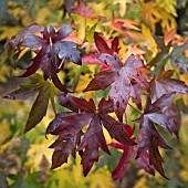 Liquidambar styraciflua Worplesdon Sweet Gum