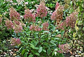 Hydrangea paniculata DVPPinky PINKY WINKY