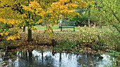 Carpinus betulus Purpurea Common Hornbeam