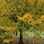 Carpinus betulus Purpurea Common Hornbeam