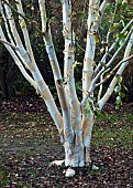Betula utilis subsp. jacquemontii Grayswood Ghost Himalayan Birch