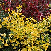 Ginkgo biloba