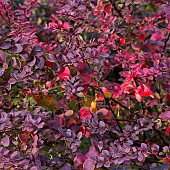 Berberis thunbergii Atropurpurea Japenese Barberry