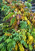 Wisteria sinensis