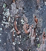 Magnolia tree trunk and bark