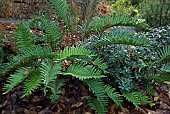 Blechnum chilensis Seersucker Fern