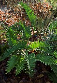 Blechnum chilensis Seersucker Fern