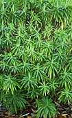 Euphorbia mellifera Honey Spurge