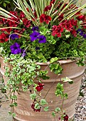 Large terra cotta container with upright spikey green/cream leaves of Phormium with deep purple surfinia and deep red pelargoniam on gravel.