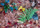 Garden detritus semi abstract close up of variety of fallen leaves in Autumn