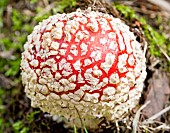 Fungi Amanita muscaria fly agaric