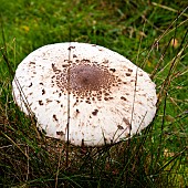 Fungi Parasol Mushroom Macrolepiota Procera