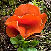 Orange Peel Fungi Aleuria Auranita