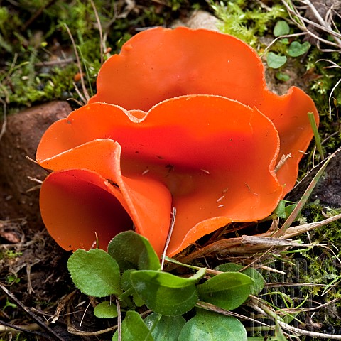 Orange_Peel_Fungi_Aleuria_Auranita