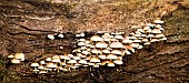 Sulphur Tuft fungus Hyphaloma fasciculare